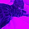 animal, bed, blanket, cat, comfort, cozy, domestic_animal, feline, fur, indoor, nightlight, pet, purple_light, relaxation, resting, sleepy, soft, spotted_cat, striped_cat, whiskers