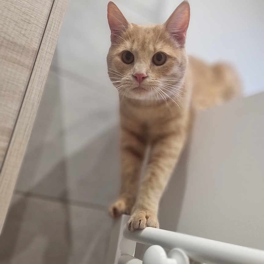 Roxy participe au concours pour gagner de l'argent avec cette photo : animal, balancing, blurred_background, cat, close_up, curious, ears, feline, focus, fur, ginger_cat, indoor, looking, paws, pet, portrait, railing, soft_lighting, whiskers, wooden_surface