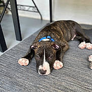 Scoob joined the competition — help win amazing prizes! puppy, dog, brindle, sleeping, lying_down, carpet, blue_collar, white_blaze, pink_paws, floppy_ears, pet, animal, portrait, indoor, floor, furniture, relaxed, cute, closeup, boxer_mix