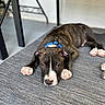 puppy, dog, brindle, sleeping, lying_down, carpet, blue_collar, white_blaze, pink_paws, floppy_ears, pet, animal, portrait, indoor, floor, furniture, relaxed, cute, closeup, boxer_mix