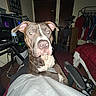 Scoob joined the competition — help win amazing prizes! dog, pet, puppy, portrait, sitting, indoors, bedroom, person, lap, brown_and_white, short_hair, floppy_ears, wide_eyes, flash_photography, gaming_setup, computer, water_bottle, clothing_rack, bed, chair