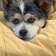 Aqua Marine is registered to the contest to win money with this photo: animal, black, blanket, brown, close_up, comfort, cozy, cute, dog, ears, face, fur, indoors, nostrils, pet, resting, sleepy, snuggled, soft, white