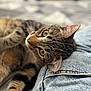Cajou a rejoint le concours — aidez-le/la à gagner de superbes lots ! cat, tabby_cat, pet, animal, feline, close_up, green_eyes, fur, denim, jeans, fabric, texture, indoor, resting, lying_down, soft_focus, blurred_background, cute, whiskers, ears