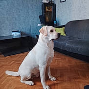 Aston a rejoint le concours — aidez-le/la à gagner de superbes lots ! dog, labrador, cream_dog, sitting, indoors, living_room, parquet_floor, couch, cabinet, furniture, portrait, pet, canine, white_fur, brown_ears, profile, home, floor, photography, animal