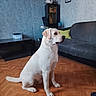 dog, labrador, cream_dog, sitting, indoors, living_room, parquet_floor, couch, cabinet, furniture, portrait, pet, canine, white_fur, brown_ears, profile, home, floor, photography, animal
