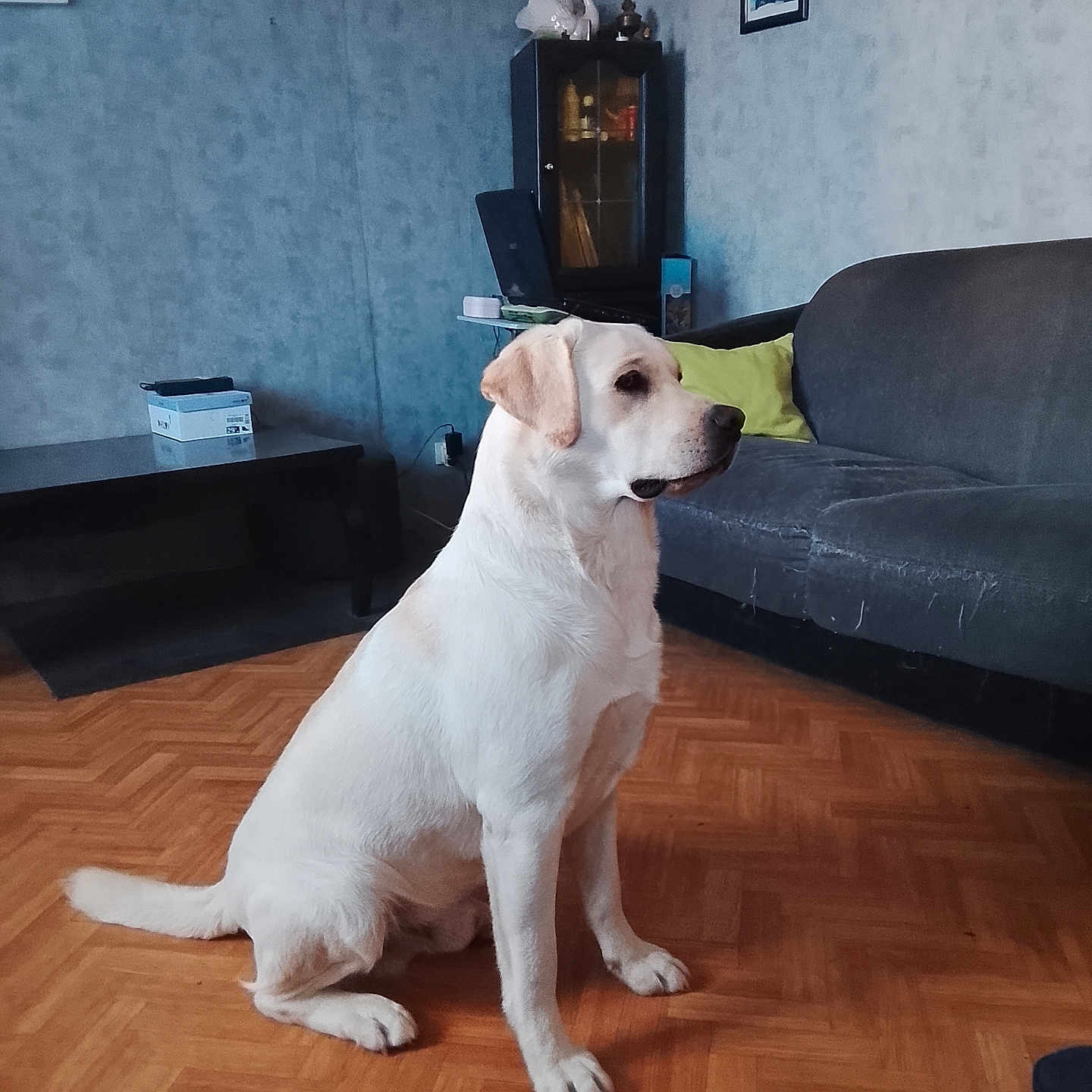 Aston a rejoint le concours — aidez-le/la à gagner de superbes lots ! dog, labrador, cream_dog, sitting, indoors, living_room, parquet_floor, couch, cabinet, furniture, portrait, pet, canine, white_fur, brown_ears, profile, home, floor, photography, animal
