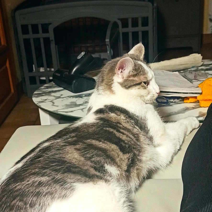 Zoée participe au concours pour gagner de l'argent avec cette photo : animal, cat, couch, cozy, fur, furniture, gray, home, indoor, leg, living_room, papers, person, pet, relaxed, remote_control, striped, table, television, white