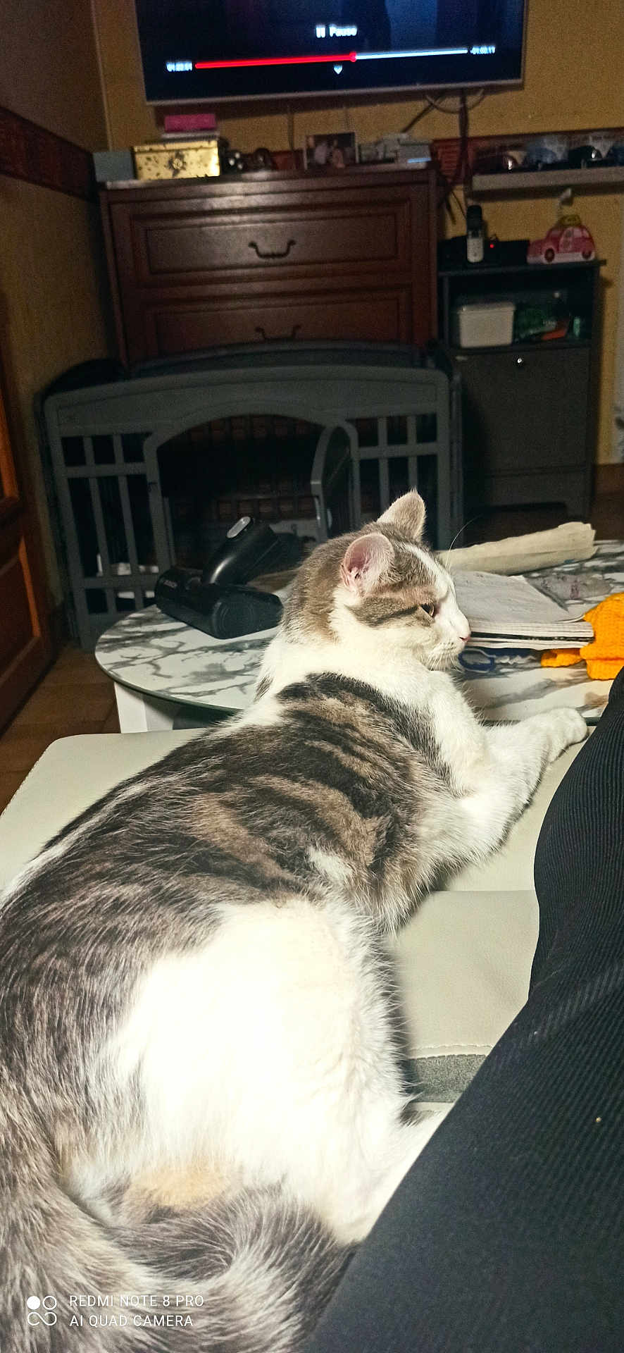 Zoée participe au concours pour gagner de l'argent avec cette photo : cat, indoor, furniture, couch, living_room, television, remote_control, table, papers, relaxed, pet, animal, fur, striped, white, gray, person, leg, home, cozy