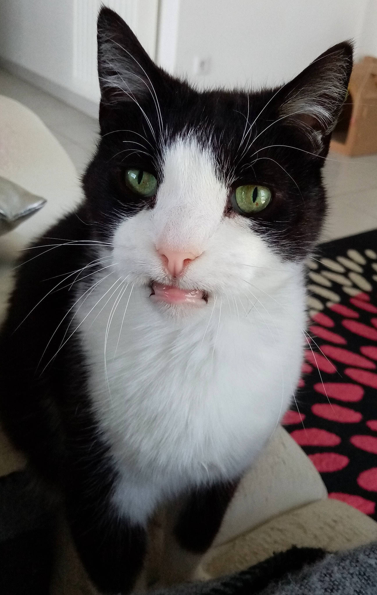 Bouba a rejoint le concours — aidez-le/la à gagner de superbes lots ! aegean_cat, american_wirehair, black_and_white, carnivore, cat, domestic_short_haired_cat, ear, european_shorthair, eye, felidae, fur, japanese_bobtail, kitten, mammal, polydactyl_cat, small_to_medium_sized_cats, snout, tail, turkish_van, whiskers