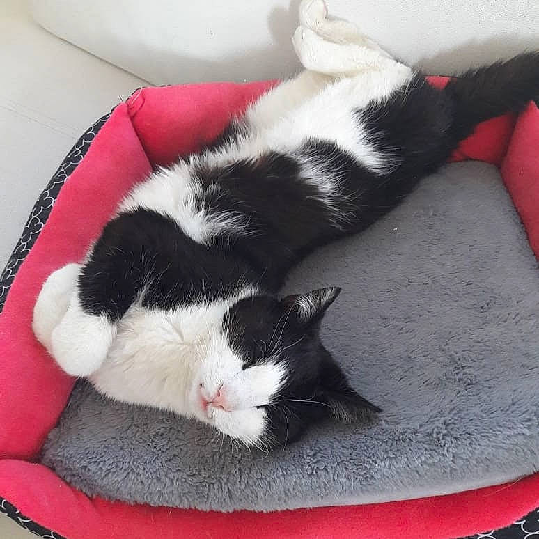 Bouba a rejoint le concours — aidez-le/la à gagner de superbes lots ! black_and_white, carnivore, cat, cat_bed, claw, felidae, kitten, nap, paw, polydactyl_cat, small_to_medium_sized_cats, tail, whiskers