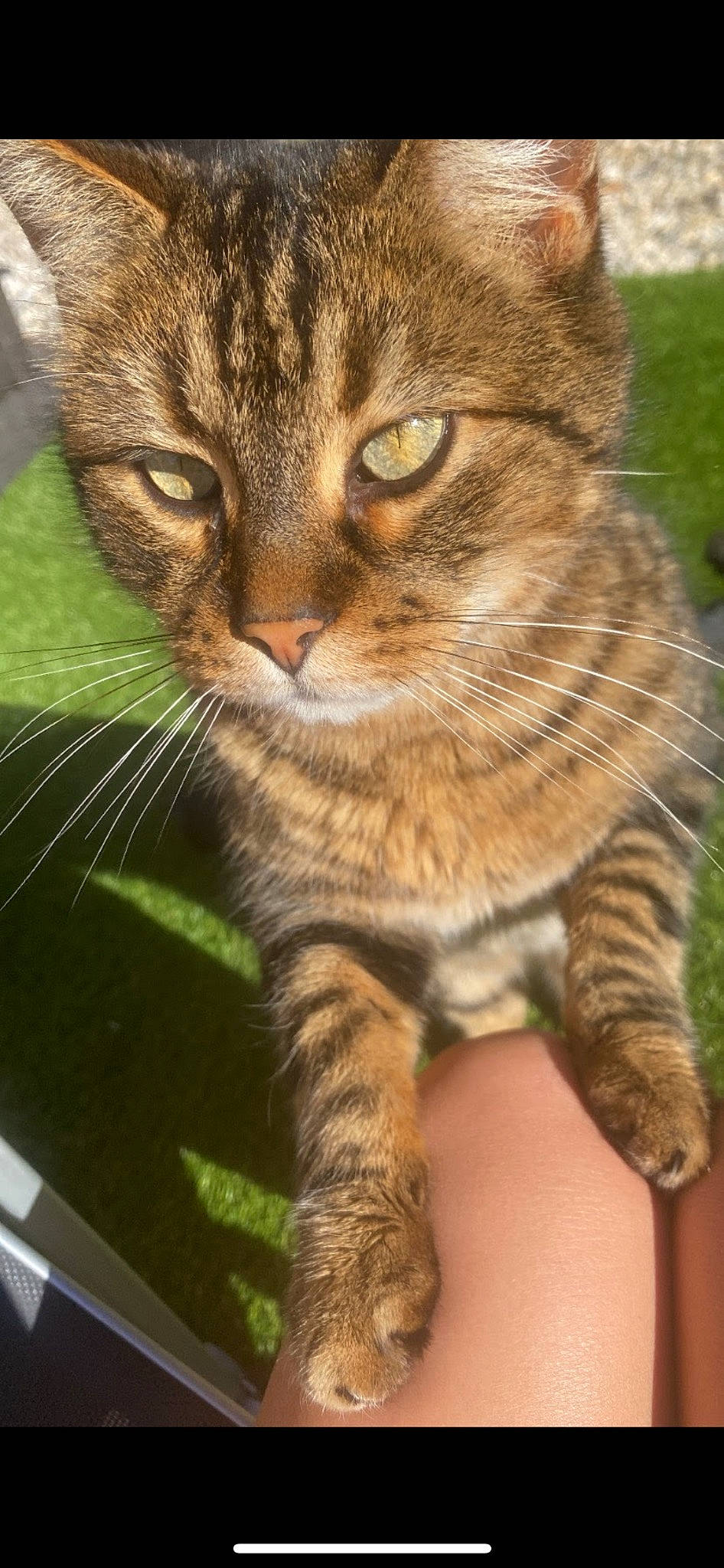 Sangha a rejoint le concours — aidez-le/la à gagner de superbes lots ! carnivore, cat, claw, close_up, domestic_short_haired_cat, fawn, felidae, fur, grass, paw, small_to_medium_sized_cats, snout, tail, terrestrial_animal, whiskers, wildlife, window