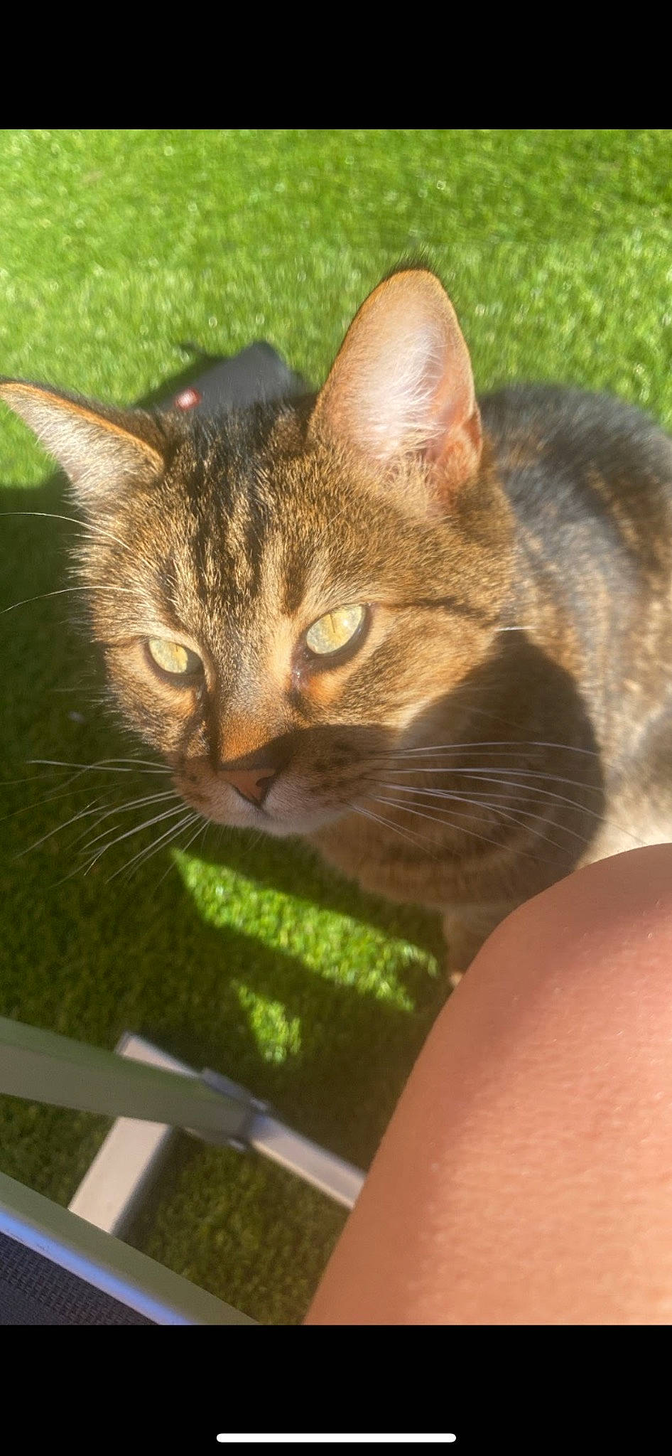 Sangha participe au concours pour gagner de l'argent avec cette photo : carnivore, cat, domestic_short_haired_cat, fawn, felidae, fur, gesture, grass, iris, small_to_medium_sized_cats, snout, terrestrial_animal, tree, whiskers, wildlife