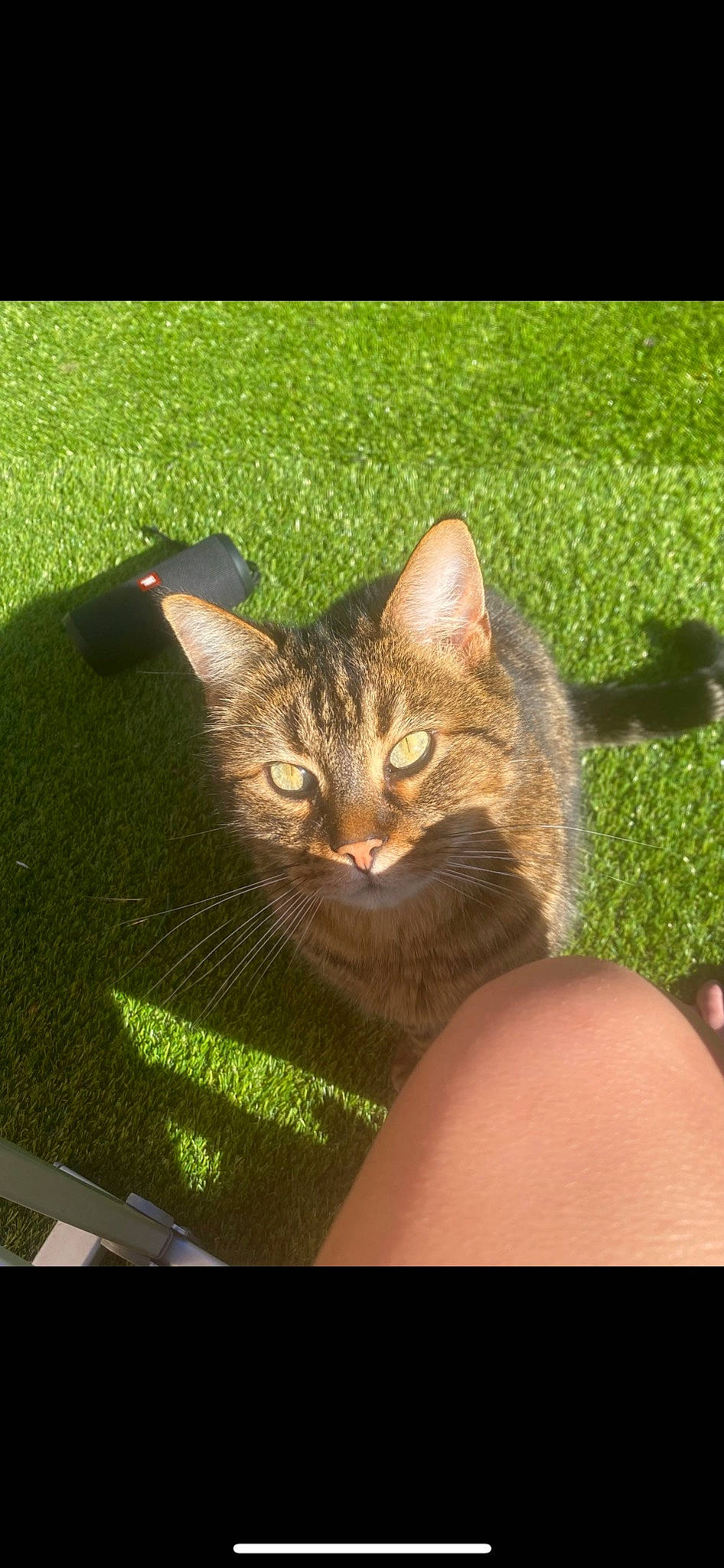 Sangha participe au concours pour gagner de l'argent avec cette photo : carnivore, cat, domestic_short_haired_cat, eye, fawn, felidae, fur, gesture, grass, plant, sitting, small_to_medium_sized_cats, snout, tail, terrestrial_animal, tree, whiskers