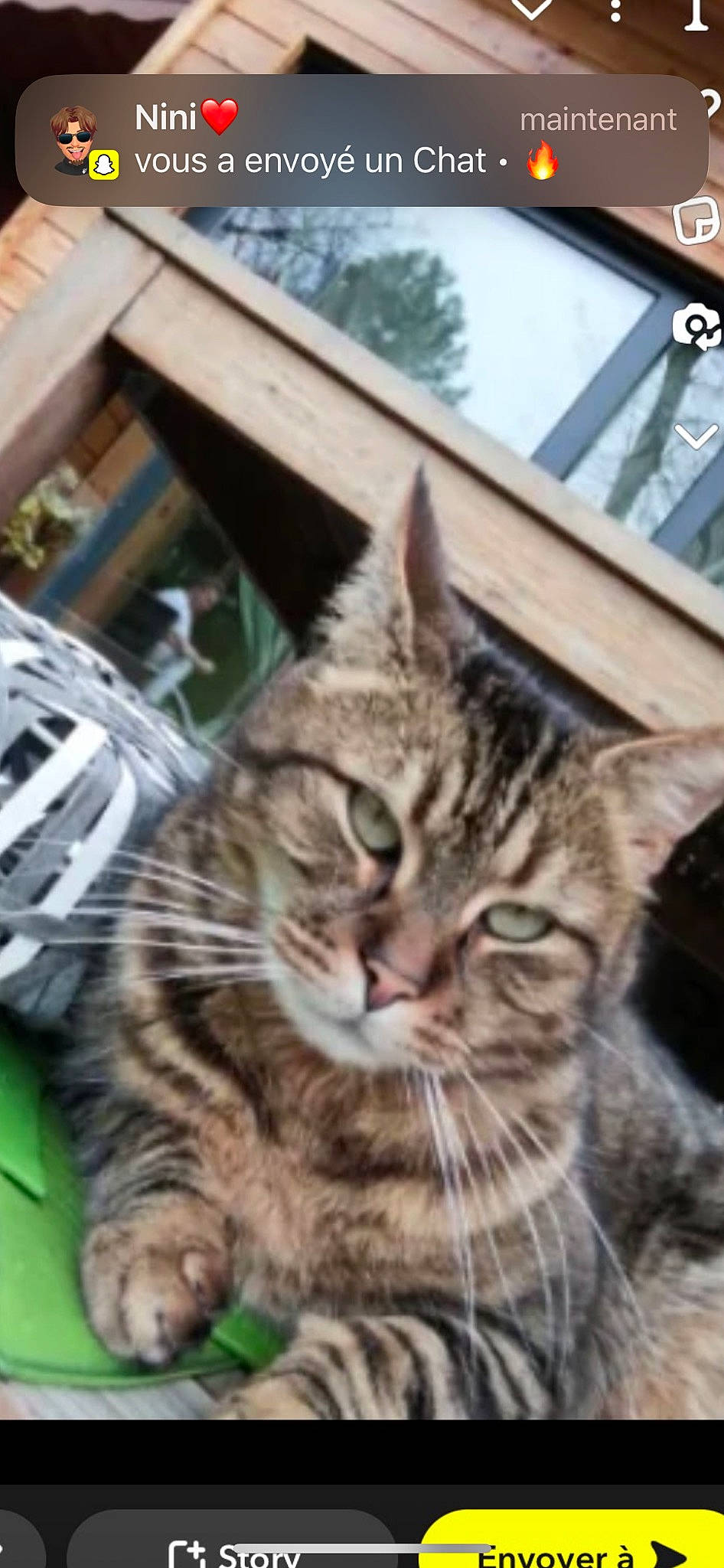 Sangha a rejoint le concours — aidez-le/la à gagner de superbes lots ! carnivore, cat, domestic_short_haired_cat, felidae, fur, grass, mammal, small_to_medium_sized_cats, snout, terrestrial_animal, whiskers, wildlife, window