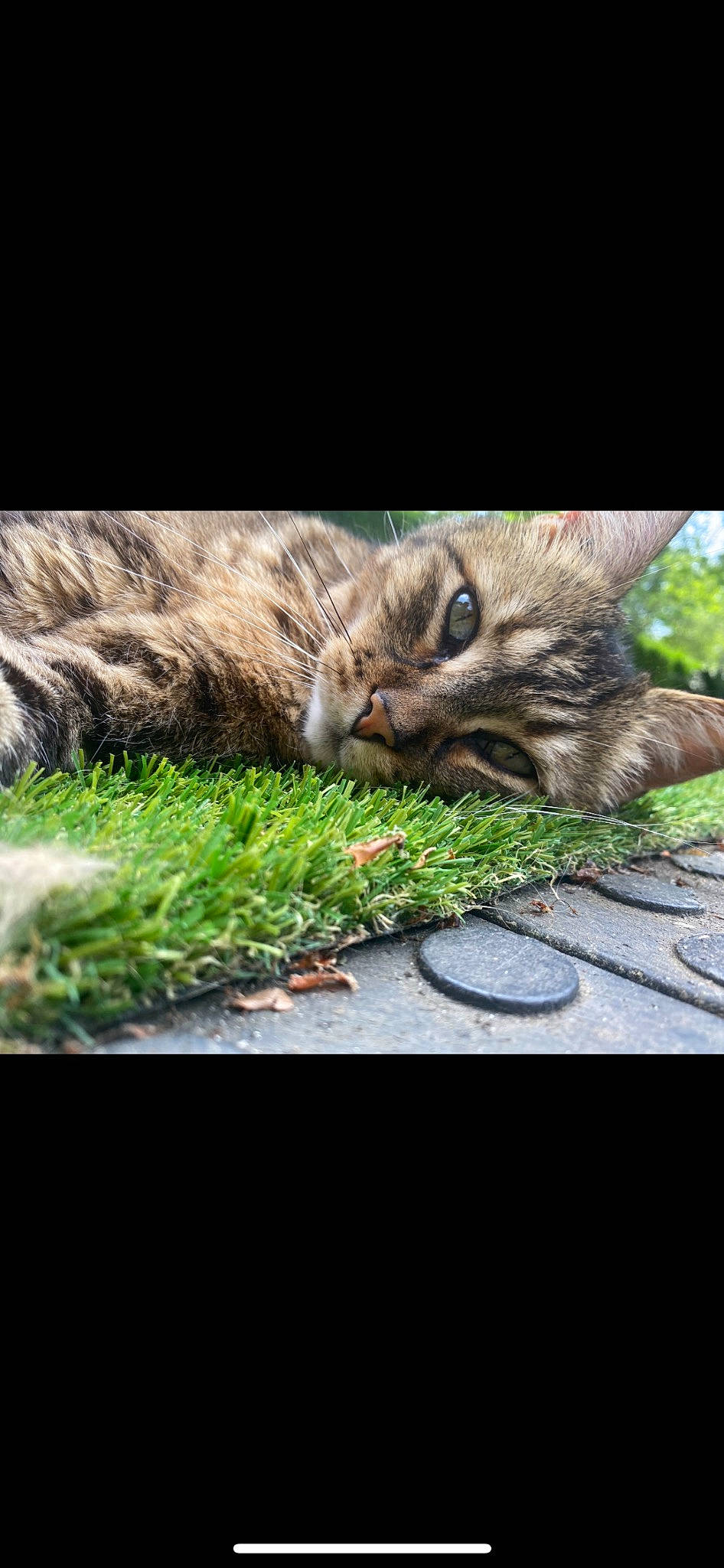 Sangha participe au concours pour gagner de l'argent avec cette photo : carnivore, cat, claw, domestic_short_haired_cat, felidae, fur, grass, groundcover, organism, paw, photo_caption, plant, small_to_medium_sized_cats, snout, tail, terrestrial_animal, tree, whiskers, wildlife, wood