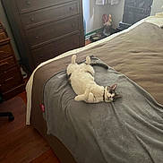 Trinity Romanovsky is registered to the contest to win money with this photo: bed, blanket, cat, chair, cozy, curtain, domestic_animal, dorm_room, dresser, furniture, home, indoor, pet, portrait, relaxing, resting, sleeping, statue, window, wood_floor