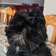 Lola participe au concours pour gagner de l'argent avec cette photo : dog, black_dog, fluffy, long_hair, pet, table, tablecloth, chair, wooden_chair, indoor, home, curious, cute, small_dog, furniture, living_room, decor, portrait, companion, animal