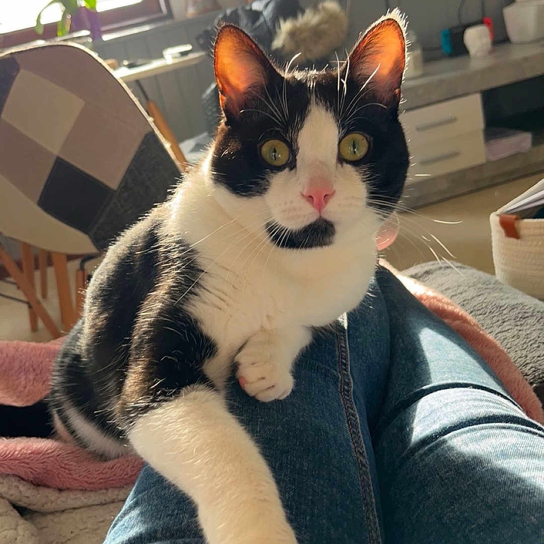 Oréo participe au concours pour gagner de l'argent avec cette photo : cat, black_and_white, yellow_eyes, jeans, legs, indoor, living_room, sunlight, window, television, person_on_tv, chair, blanket, cozy, home, furniture, plant, relaxation, pet, curious
