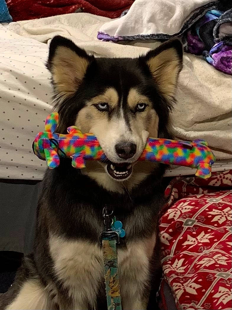 Blu is registered to the contest to win money with this photo: art, canidae, canis, carnivore, collar, companion_dog, dog, dog_breed, dog_collar, dog_supply, fur, leash, pet_supply, recreation, sled_dog, snout, sporting_group, terrestrial_animal, working_animal, working_dog