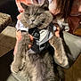 animal, bow_tie, cat, chair, clothing, costume, countertop, cute, domestic, fur, furry, gray_cat, hands, indoor, kitchen, person, pet, sitting, tile_floor, tuxedo