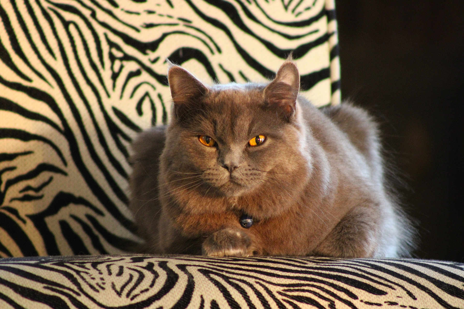 Homeboy is registered to the contest to win money with this photo: amber_eyes, animal, cat, chair, closeup, domestic_cat, eye_contact, feline, fur, furniture, gray_cat, indoor, mammal, pet, portrait, relaxed, resting, striped, whiskers, zebra_pattern