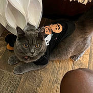 Homeboy joined the competition — help win amazing prizes! amber_eyes, animal, cat, close_up, curious, decorative_object, domestic_animal, fringed_fabric, furry, ghost_design, grey_cat, halloween_theme, human_knee, indoor, indoor_lighting, pet, pet_clothing, pumpkin_design, relaxed, wooden_floor