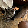 amber_eyes, animal, cat, close_up, curious, decorative_object, domestic_animal, fringed_fabric, furry, ghost_design, grey_cat, halloween_theme, human_knee, indoor, indoor_lighting, pet, pet_clothing, pumpkin_design, relaxed, wooden_floor