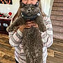 Homeboy is registered to the contest to win money with this photo: cat, cozy, cute, decor, family_portrait, fluffy_cat, gray_cat, holding, holiday_decor, home, indoor, knitted_scarf, long_hair, pajamas, person, pet, scarf, smiling_person, stairs, wood_floor