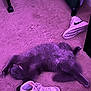 Homeboy is registered to the contest to win money with this photo: animal, carpet, cat, collar, cozy, floor, fur, furniture_leg, home, indoor, nike, paw, pet, purple_tint, quiet, relaxing, resting, shoe, sleeping, sneaker