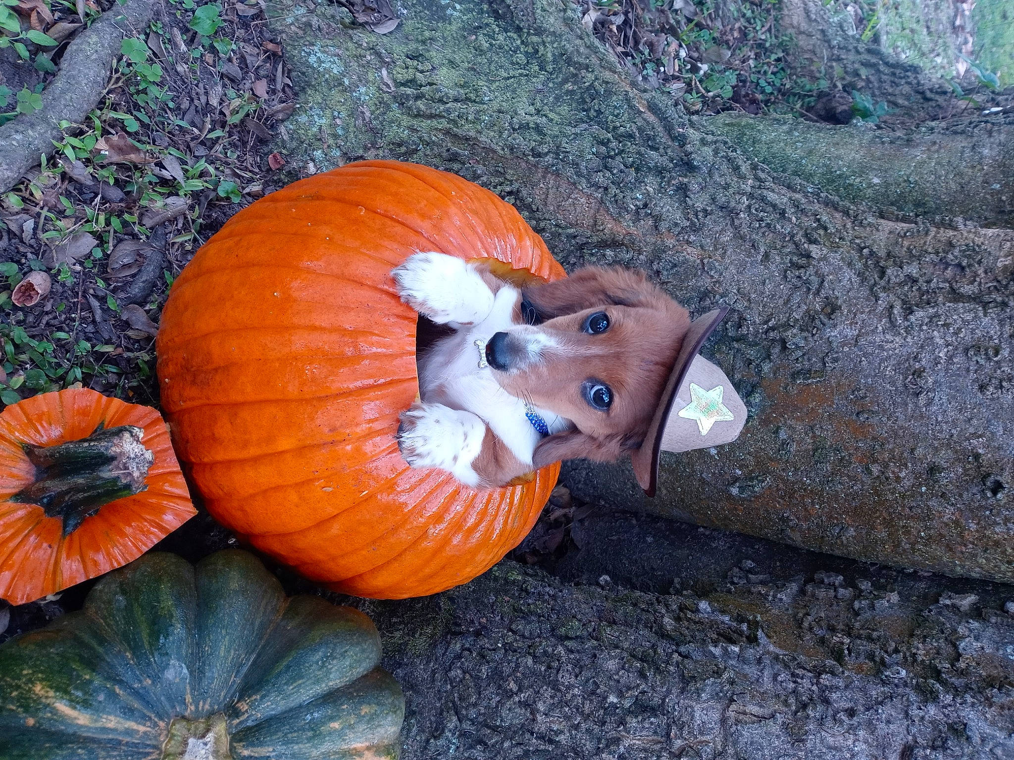 Riggalees is registered to the contest to win money with this photo: art, calabaza, cucurbita, eye, food, gourd, grass, leaf, local_food, natural_foods, natural_material, nature, plant, produce, pumpkin, squash, staple_food, vegetable, winter_squash, wood