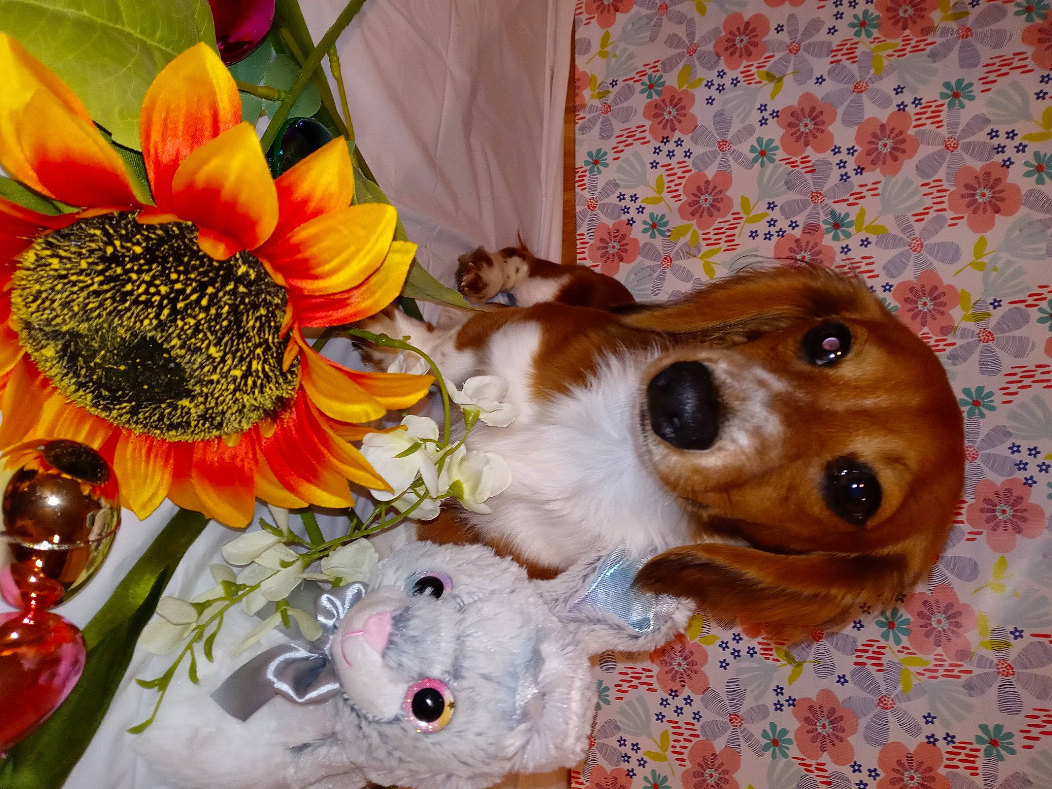 Riggalees is registered to the contest to win money with this photo: artificial_flower, carnivore, collar, companion_dog, cut_flowers, dog, dog_breed, dog_supply, event, fawn, flower, flower_arranging, pet_supply, petal, snout, sporting_group, stuffed_toy, toy, toy_dog, whiskers