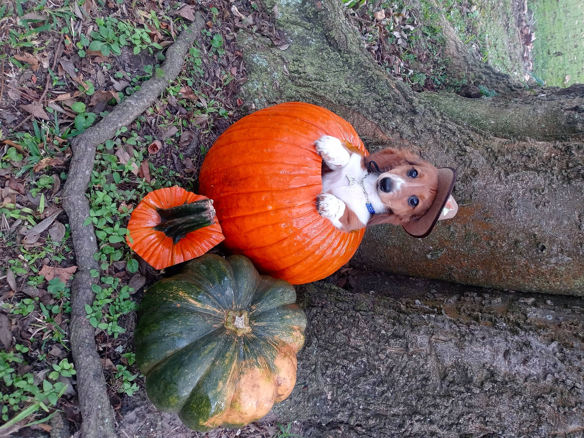 Riggalees joined the competition — help win amazing prizes! _and_melon_family, _gourd, autumn, calabaza, cucumber, cucurbita, eye, food, gourd, grass, leaf, local_food, natural_foods, plant, pumpkin, squash, still_life_photography, superfood, vegetable, whole_food