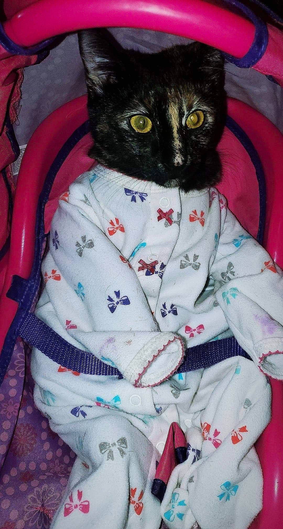 Baylie joined the competition — help win amazing prizes! art, asian, black_cat, carnivore, cat, domestic_short_haired_cat, eye, felidae, german_rex, kitten, linens, pink, small_to_medium_sized_cats, tail, textile, whiskers