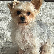 Champ is registered to the contest to win money with this photo: alert, animal, canine, carpet, companion, cute, dog, domestic, ears, eyes, fluffy_fur, fur_texture, gray_fur, indoor, looking, pet, portrait, sitting, small_dog, tan_fur