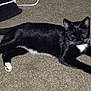 animal, black_cat, carpet, cat, collar, domestic_cat, ears, eyes, feline, four_legs, fur, indoor, lying_down, pet, relaxed, resting, tail, whiskers, white_chest, white_paws