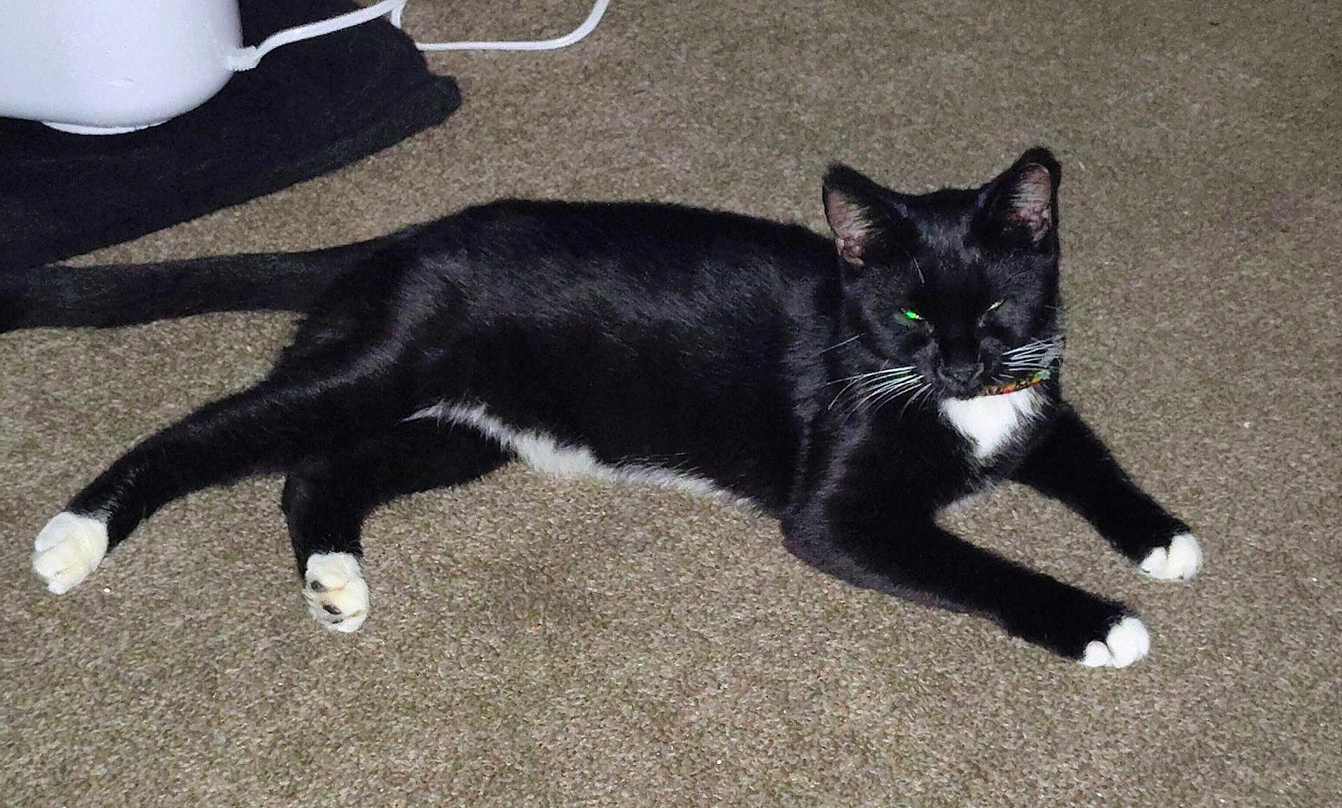 Bootsie