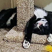 Oreo is registered to the contest to win money with this photo: cat, black_and_white, carpet, cat_tree, toy, paw, indoor, relaxed, feline, pet, fur, whiskers, claws, playful, home, animal, sleeping, cute, cozy, resting