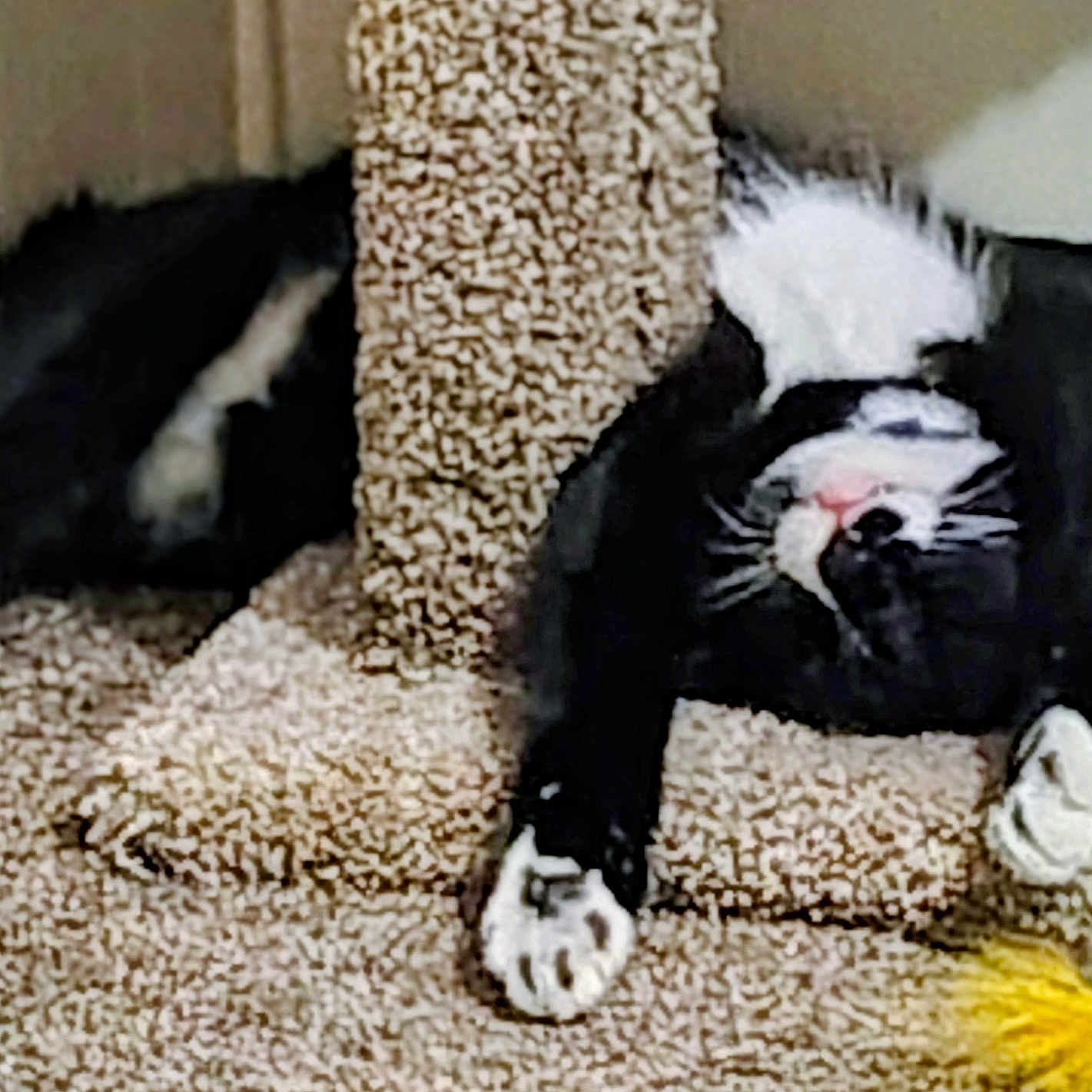 Oreo is registered to the contest to win money with this photo: animal, black_and_white, carpet, cat, cat_tree, claws, cozy, cute, feline, fur, home, indoor, paw, pet, playful, relaxed, resting, sleeping, toy, whiskers
