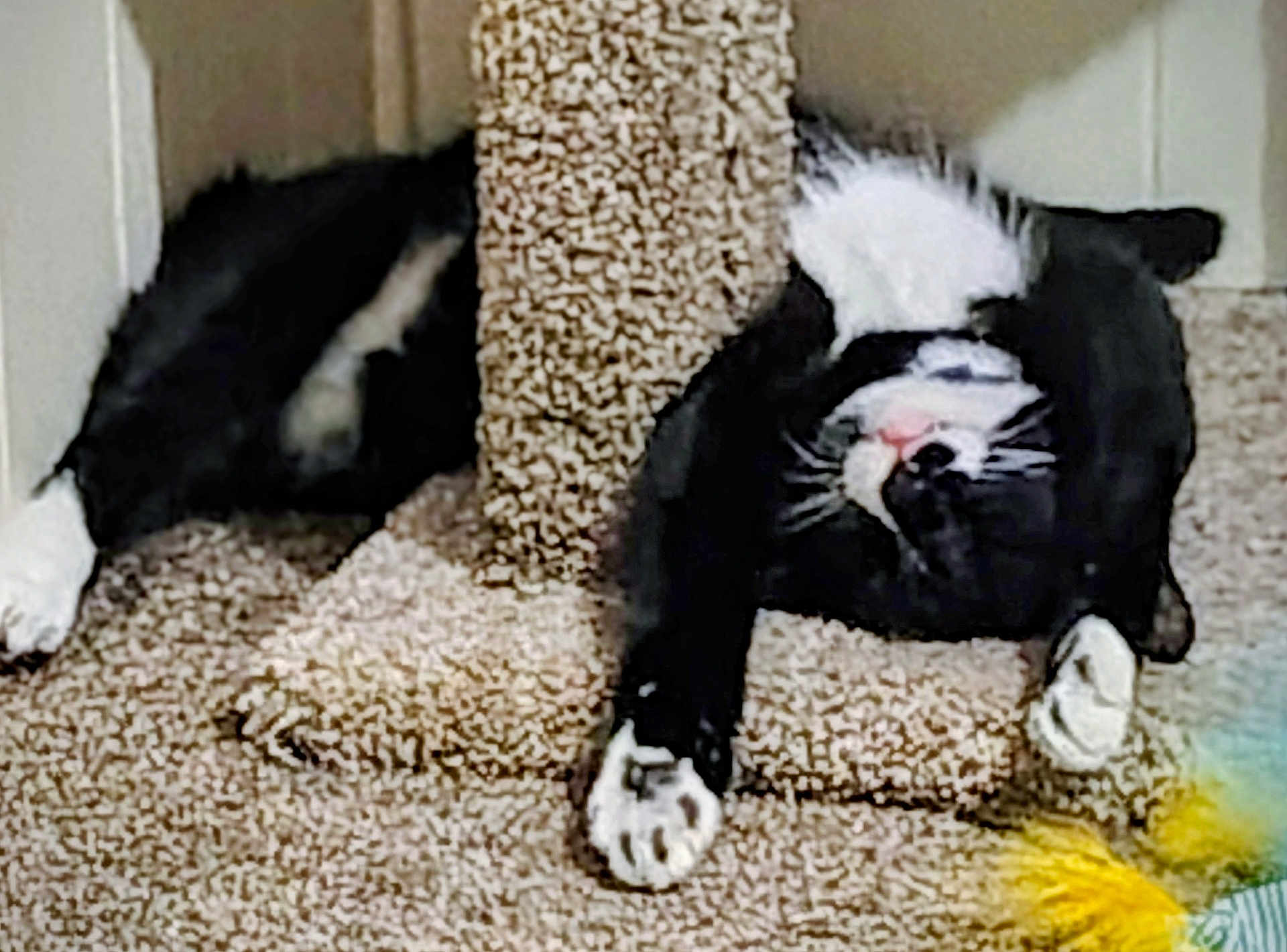 Oreo