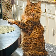 Hazel is registered to the contest to win money with this photo: cat, tabby, fluffy, feline, pet, indoor, kitchen, table, chair, cabinet, curious, animal, mammal, fur, whiskers, paw, domestic, cute, orange, brown