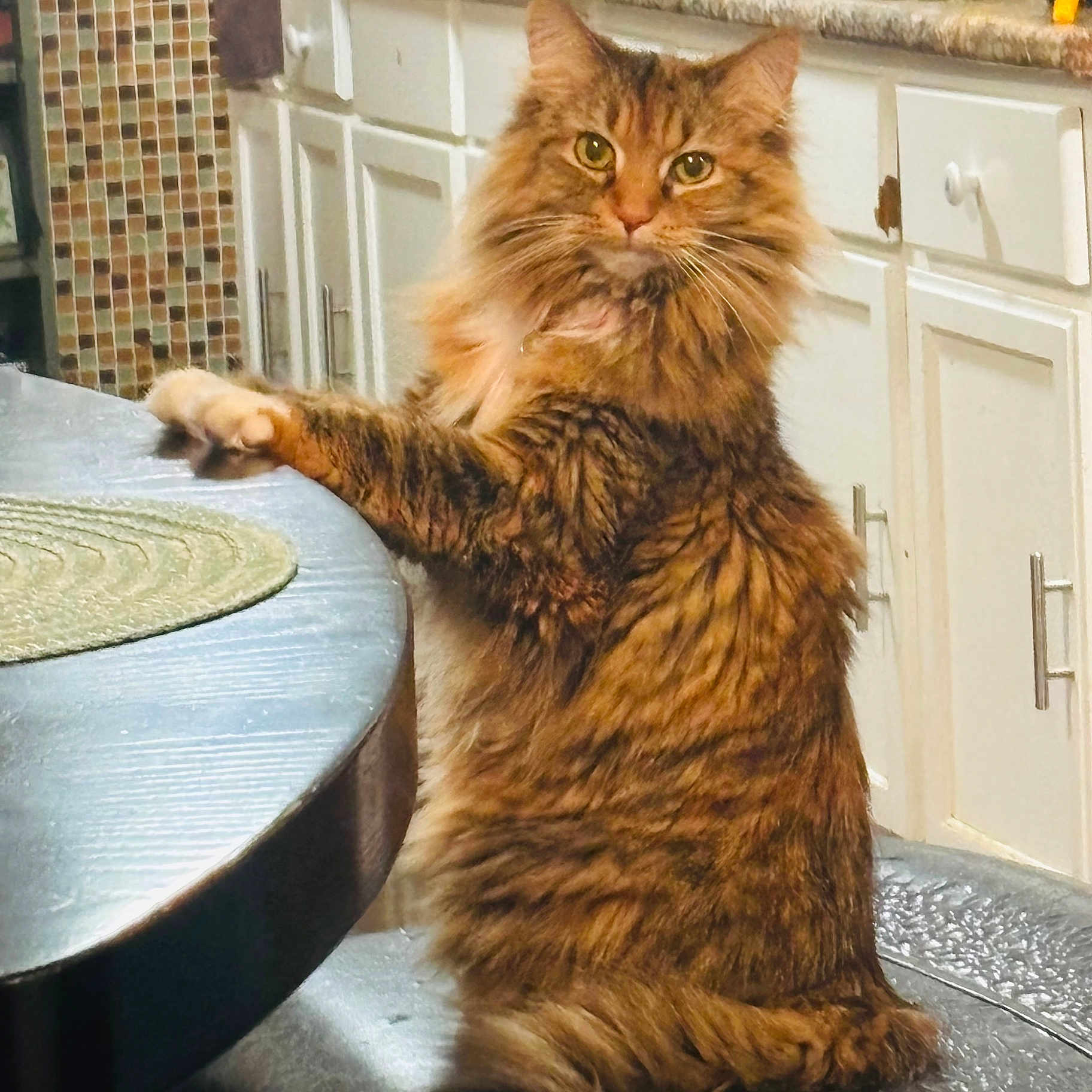 Hazel is registered to the contest to win money with this photo: animal, brown, cabinet, cat, chair, curious, cute, domestic, feline, fluffy, fur, indoor, kitchen, mammal, orange, paw, pet, tabby, table, whiskers