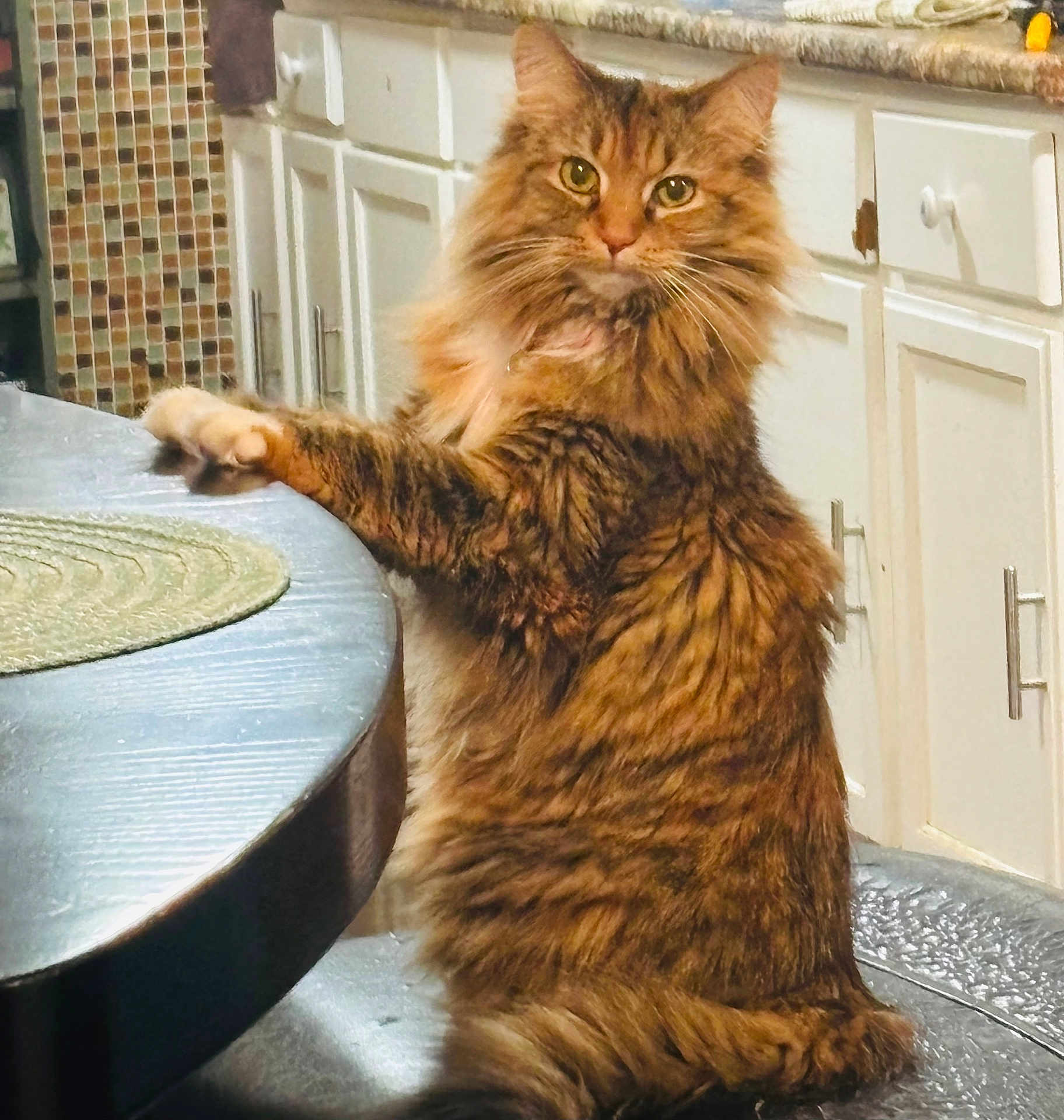 Hazel
