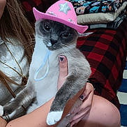 Poppy joined the competition — help win amazing prizes! cat, siamese_cat, pink_cowboy_hat, person, hand, nail_art, indoor, blanket, checkered_pattern, furniture, clothing, necklace, close_up, pet, animal, face, whiskers, fur, holding, decorative_nails