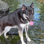 Teddy is registered to the contest to win money with this photo: dog, black_and_white, water, rock, stream, outdoor, animal, tongue_out, nature, leash, collar, reflection, fur, ears, paw, pet, canine, river, wet, summer