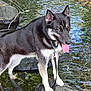 dog, black_and_white, water, rock, stream, outdoor, animal, tongue_out, nature, leash, collar, reflection, fur, ears, paw, pet, canine, river, wet, summer