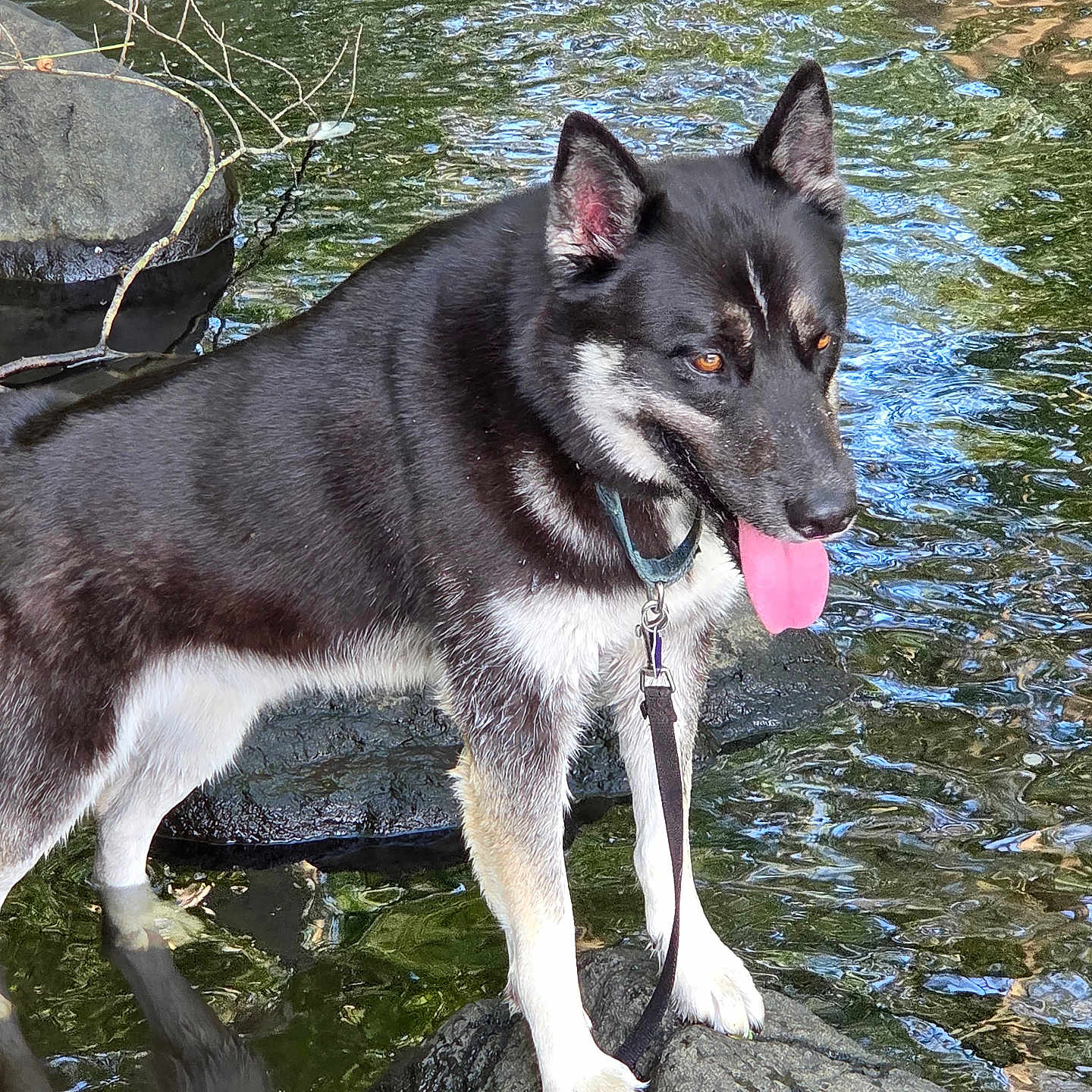 Teddy is registered to the contest to win money with this photo: animal, black_and_white, canine, collar, dog, ears, fur, leash, nature, outdoor, paw, pet, reflection, river, rock, stream, summer, tongue_out, water, wet