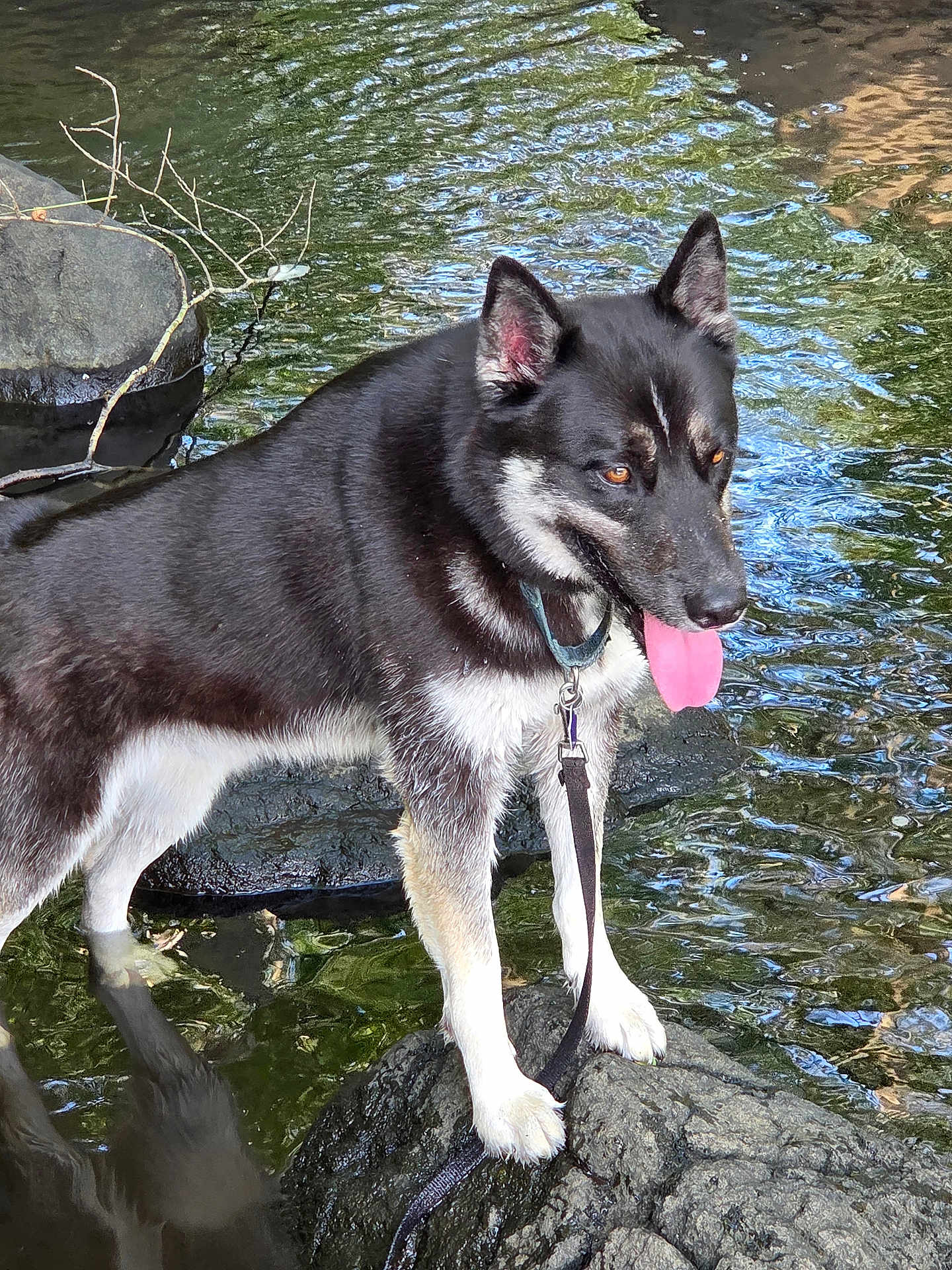 Teddy is registered to the contest to win money with this photo: dog, black_and_white, water, rock, stream, outdoor, animal, tongue_out, nature, leash, collar, reflection, fur, ears, paw, pet, canine, river, wet, summer