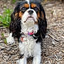 adorable, animal, canine, cavalier_king_charles_spaniel, close_up, collar, dog, ears, eyes, fur, looking_up, nature, nose, outdoor, pet, portrait, sitting, tricolor, whiskers, wood_chips