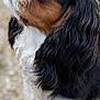 Plume Heikams a rejoint le concours — aidez-le/la à gagner de superbes lots ! animal, black, brown, canine, cavalier_king_charles_spaniel, close_up, dog, ears, fur, long_hair, looking_up, nature, outdoor, pet, portrait, snout, soft_focus, tricolor, whiskers, white