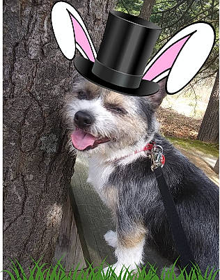 Rex is registered to the contest to win money with this photo: canidae, carnivore, collar, companion_dog, dog, dog_breed, dog_collar, dog_supply, fashion_accessory, fawn, fur, grass, leash, pet_supply, picture_frame, plant, snout, sporting_group, whiskers, working_animal